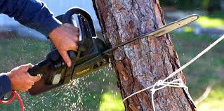 Trusted Pine Level, NC  Tree Services Experts