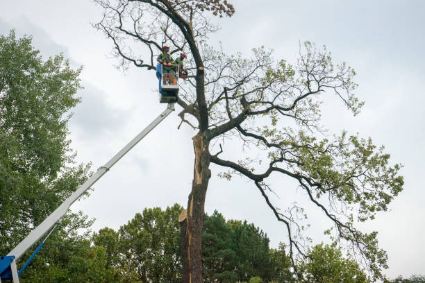 Landscape Design and Installation in Pine Level, NC